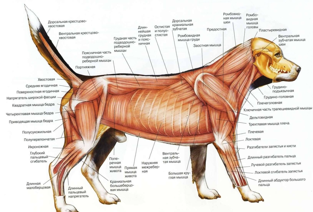 Собака в мышцых