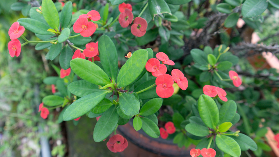 Молочай Миля. Фото: shutterstock.com