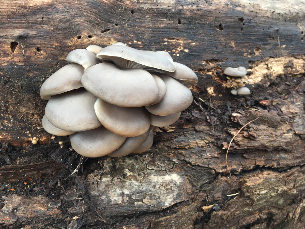 Вешенка устричная на тополе