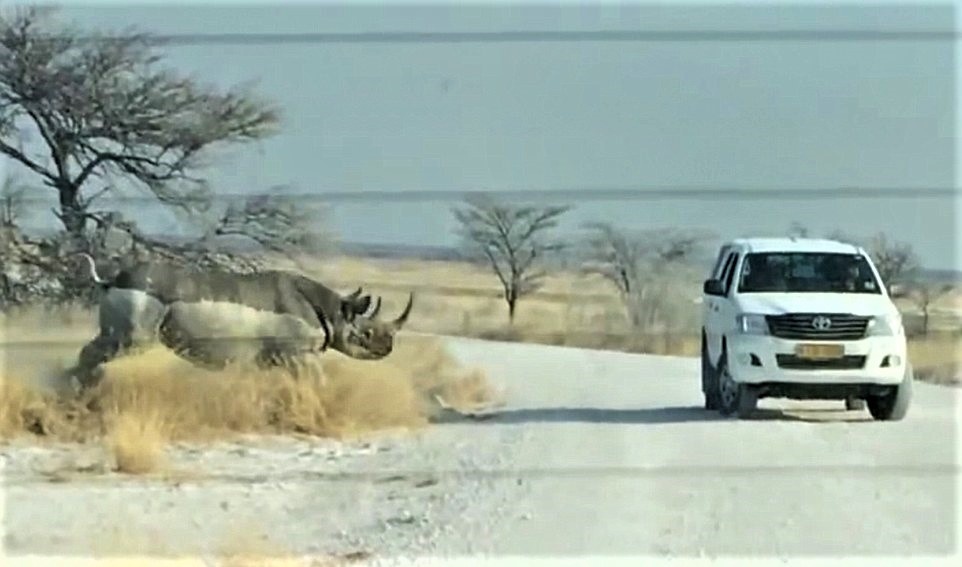 Носорог и Хайлюкс