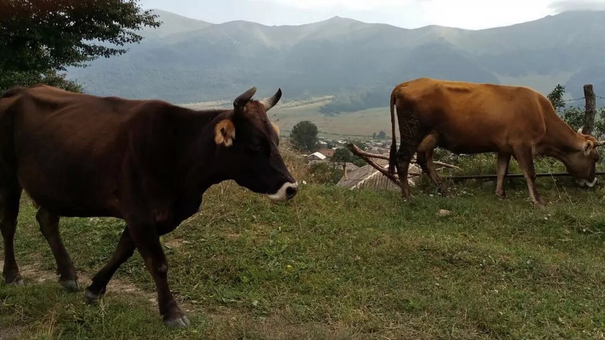 © Sputnik / Aram Nersesyan