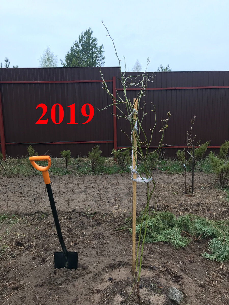 расправили и подвязали розу к опоре (апрель 2019)