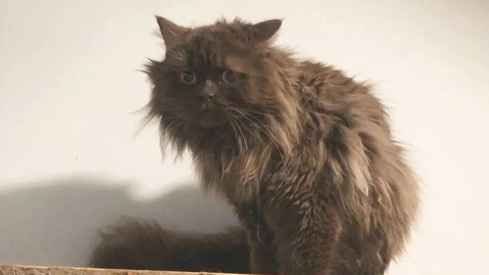    В Истре бросили кота. Фото: соцсети волонтёра