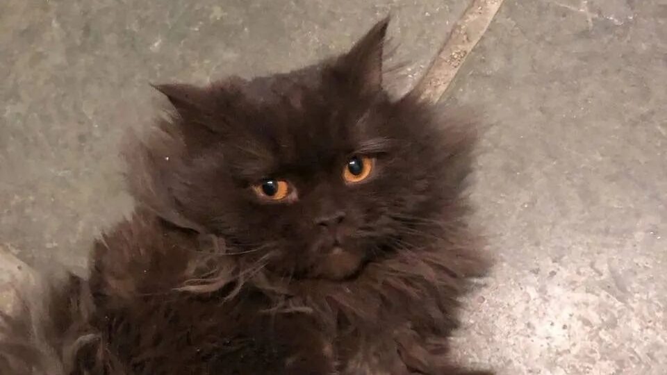    Зооактивисты спасли кота в Истре. Фото: соцсети волонтёра