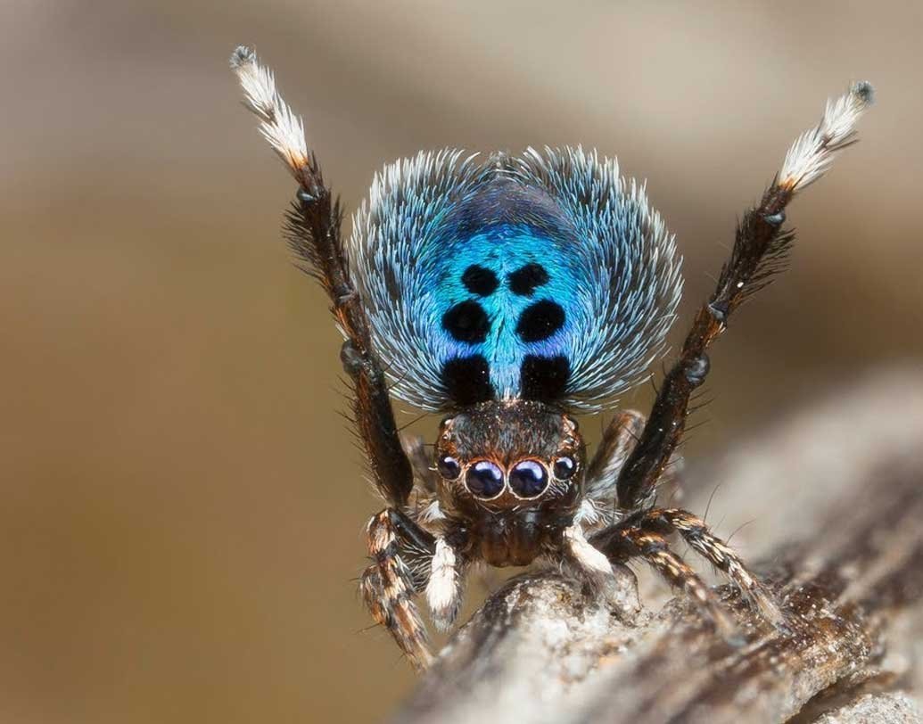 Павлиний паук. Фото взято из источника Яндекс Картинки.