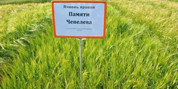    Яровой ячмень Памяти Чепелева занял первое место по объемам посевных площадей этой культуры в России