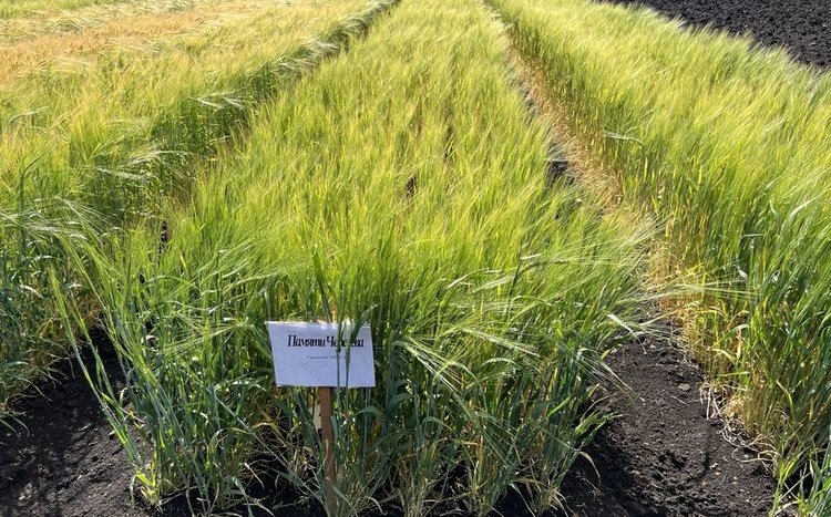     Яровой ячмень Памяти Чепелева занял первое место по объемам посевных площадей этой культуры в России
