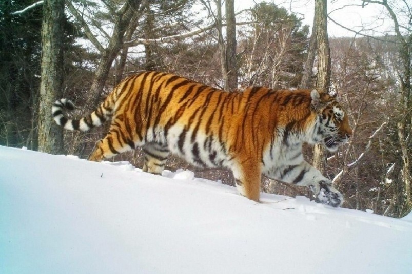    Фото: primamedia.ru Георгий