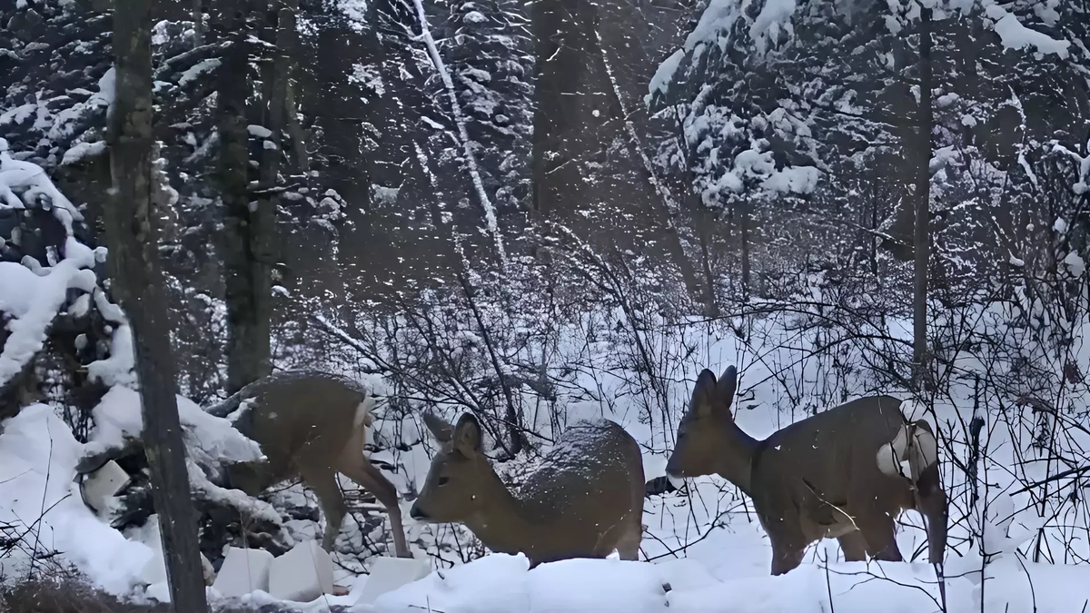 Фото: Пресс-служба управления охотничьего хозяйства правительства Хабаровского края.. косули