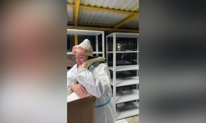    Видео t.me/anapanovos