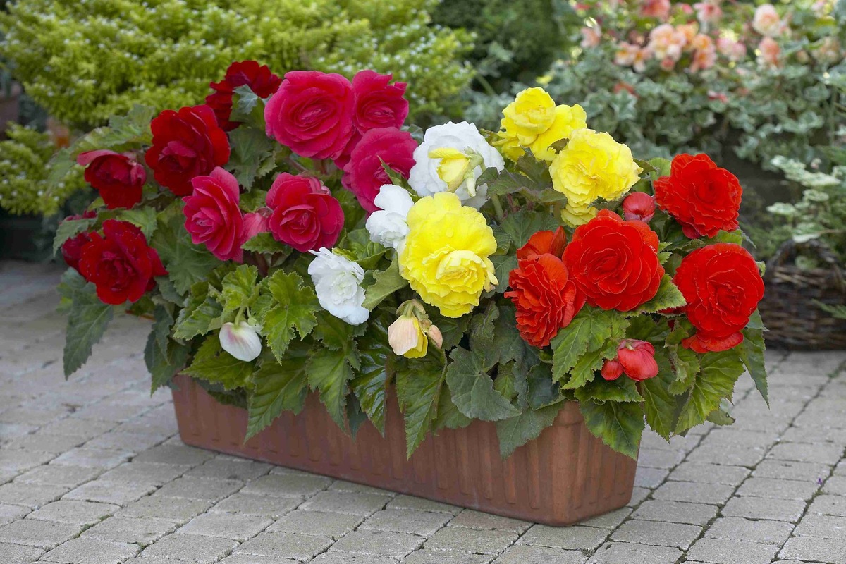 Садоводы и цветоведы с опытом знают, что Бегония - многолетнее растение. Если не полениться и, выкопав клубень, сохранить его до следующего сезона. Спасибо за фото https://na-dache.pro/