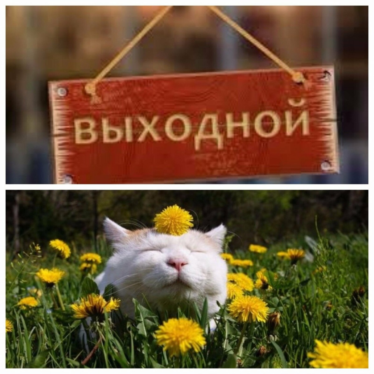 Фото из открытых источников сети Интернет