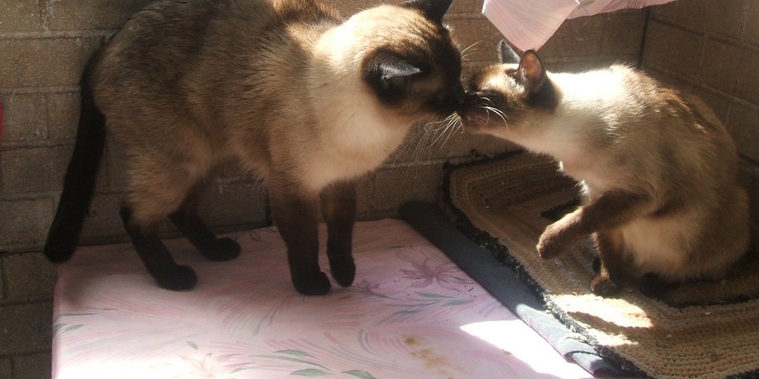 Истории из жизни: Коты и кошки возле меня-2. Юля