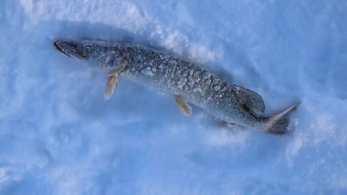     Источник: Ялуторовск. Администрация