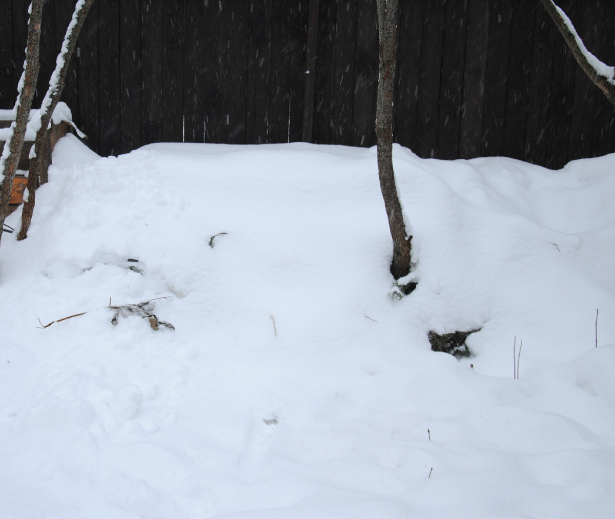 Несколько дней зимы промчались незаметно 😂