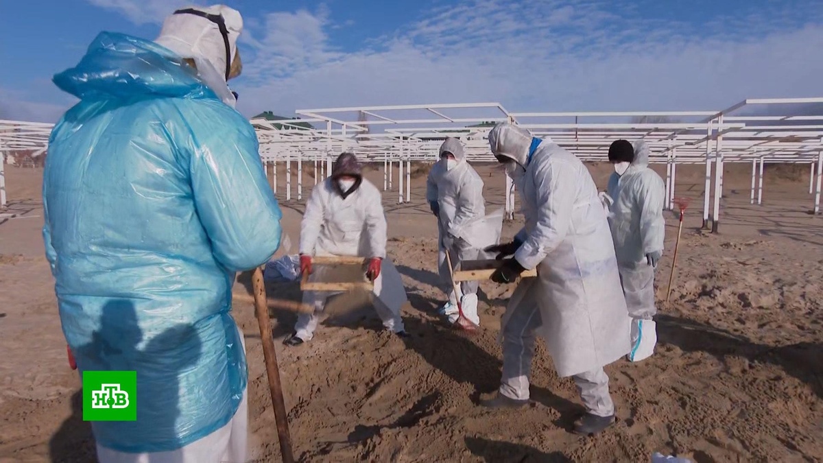    На побережье Анапы просеивают песок в поисках мелких капель мазута