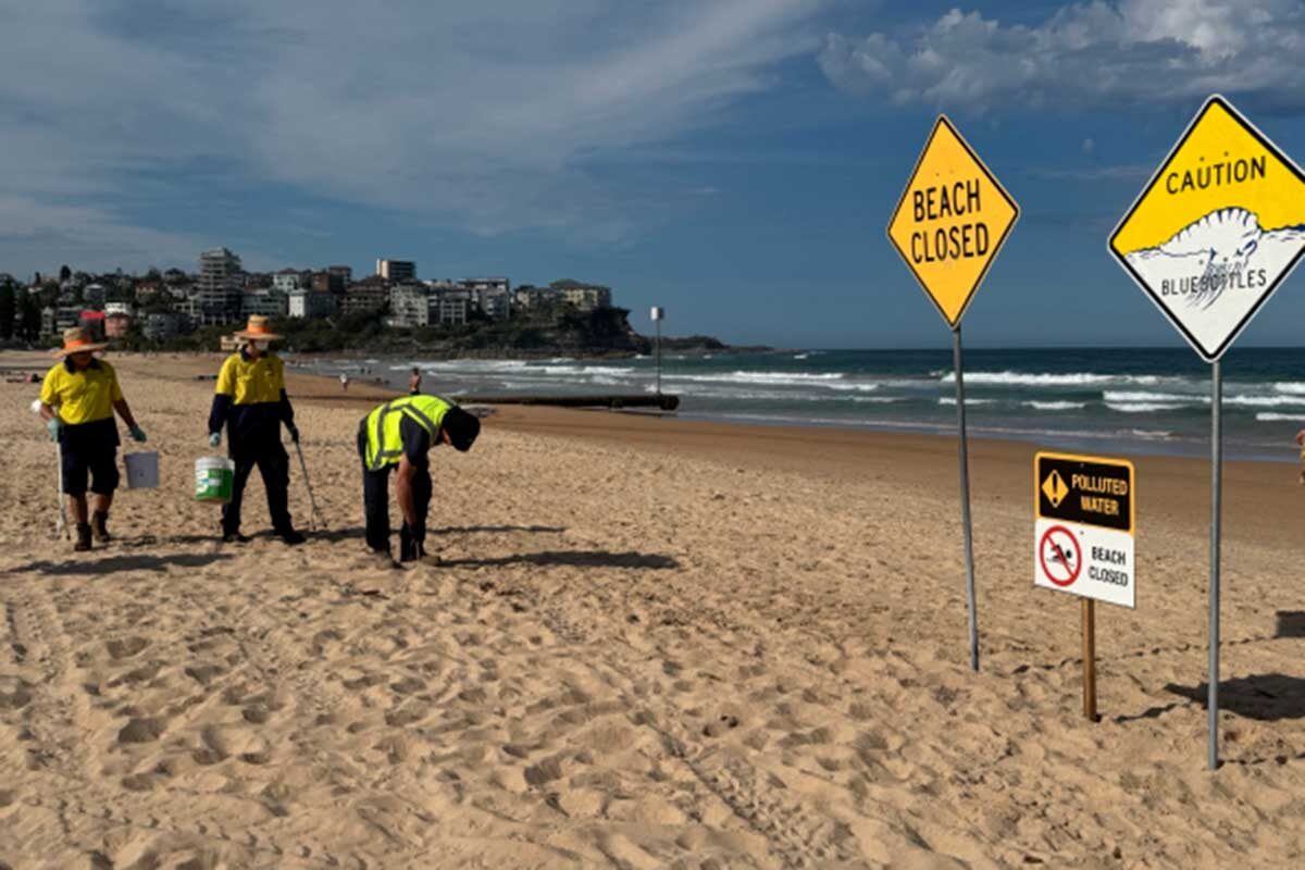 Муниципалитет района Северные пляжи📷Уборка пляжей в Австралии