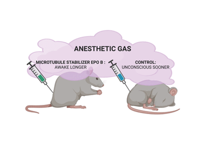 Крысы под наркозом