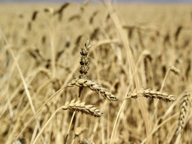    Аграрии Забайкалья в 2025 году рассчитывают на прирост урожайности