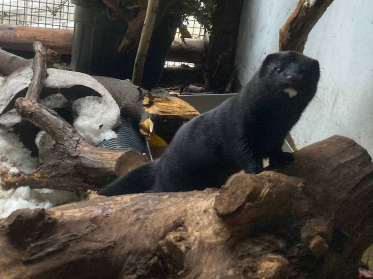 Фото: moscowzoo.ru