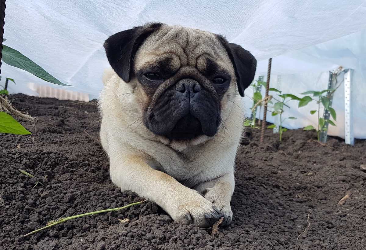 Это Арс. Здесь ему уже год.