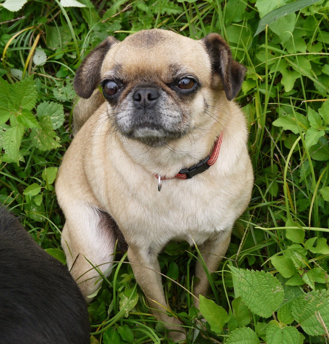 Это помесь мопса с пекинесом.