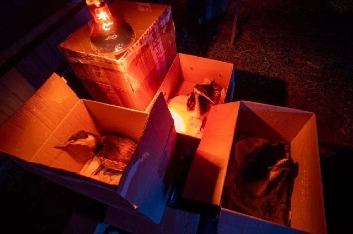    На Кубани за время ликвидации ЧС спасли около 3,3 тысяч птиц