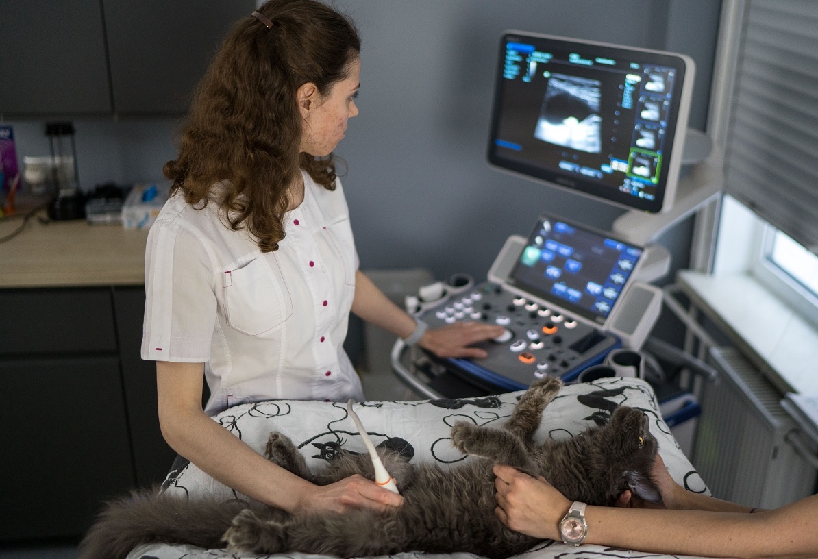 
Питомцы
-
Здоровье
-
Ветврач назвала три признака диабета у кошек и соб...
Здоровье, 15 января 2025, 11:42
  
Ветврач назвала три признака диабета у кошек и собак
Автор: Юлия Ликарчук
Диабет у домашних животных, как правило, проявляется в возрасте 4–6 лет, рассказала ветврач-эндокринолог, заведующая ветучастком «Красная Пахра» Светлана Девяткина. Она назвала три признака, которые могут указывать на болезнь у питомца.

Ветврач назвала три признака диабета у кошек и собак
Фото: Александр Плонский / «ВиЖ»