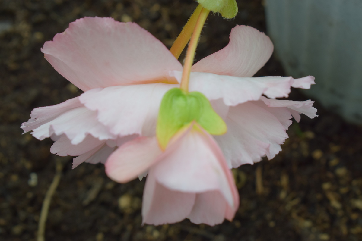 очаровательные цветы бегонии(фото автора)