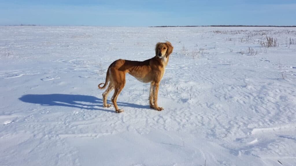    Также тазы легко переносят ветер, морозы и жару, обладают высокой пластичностью / qazpatent.kz