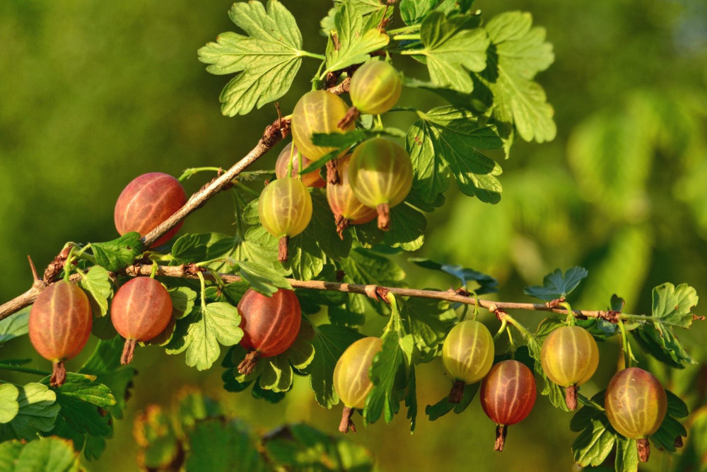Бесшипие сорта самые любимые