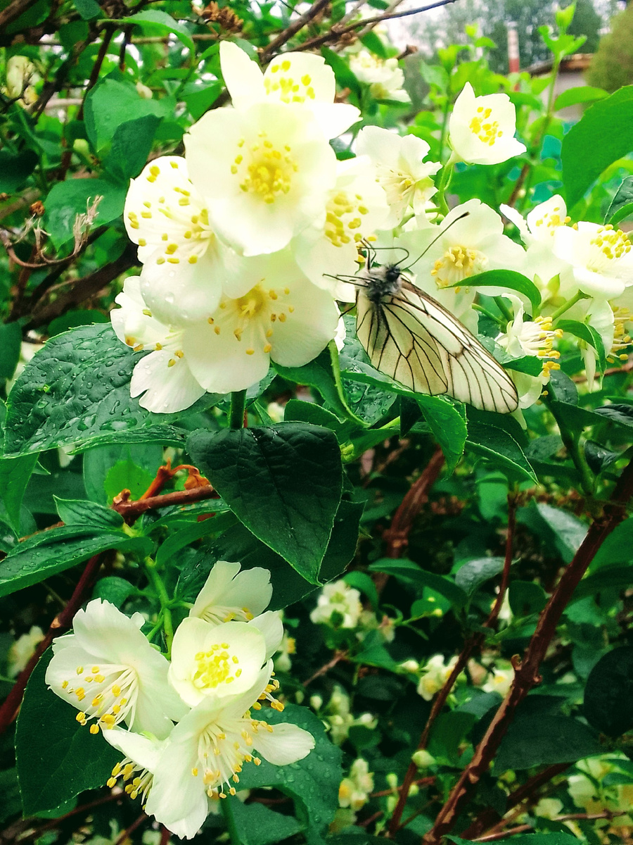 Новый год отвели, теперь лета хочется, правда 🙂? Мой жасмин и вредная бабочка)