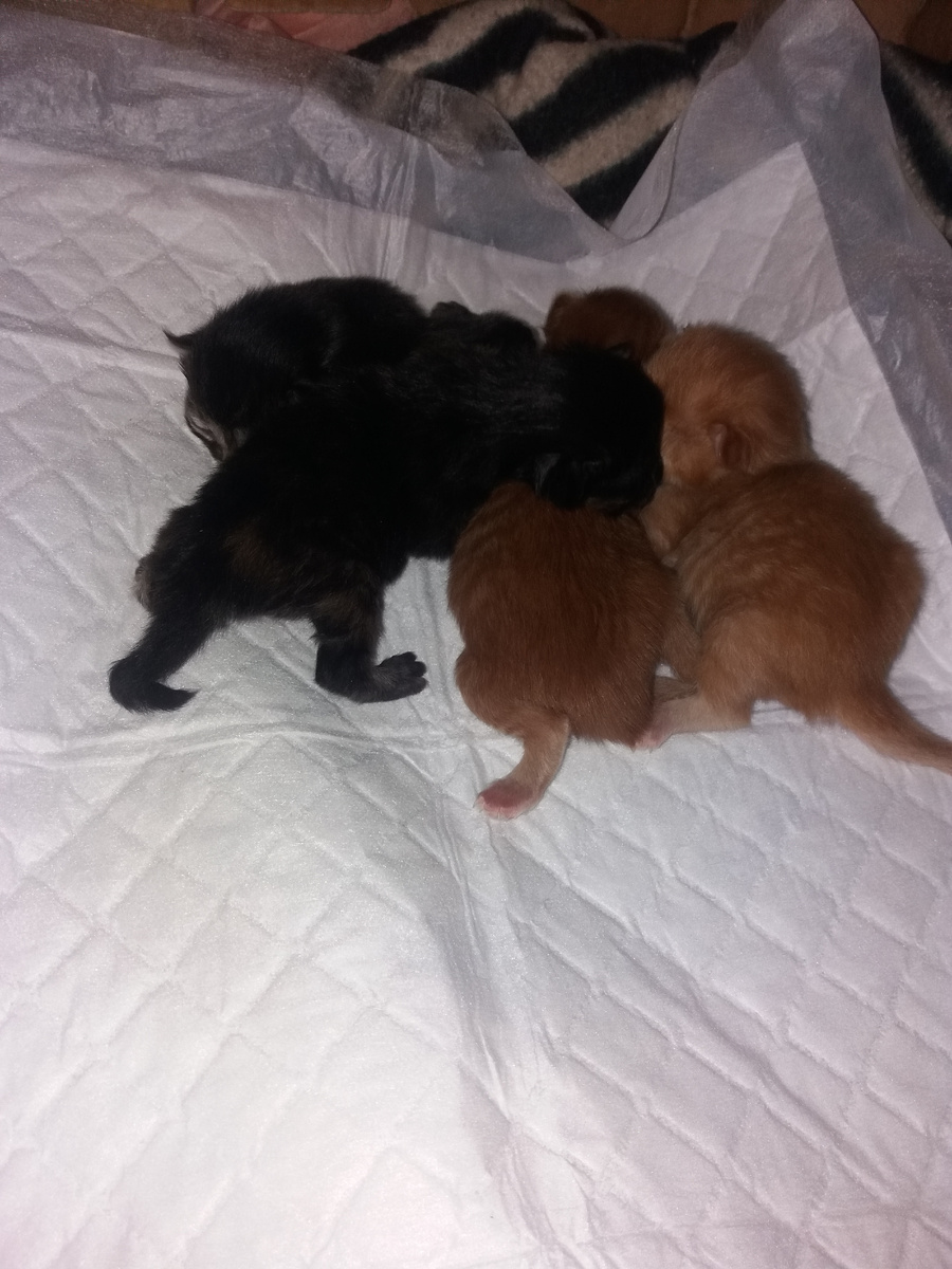 Куча-мала из котяток. Наелись. Спят)