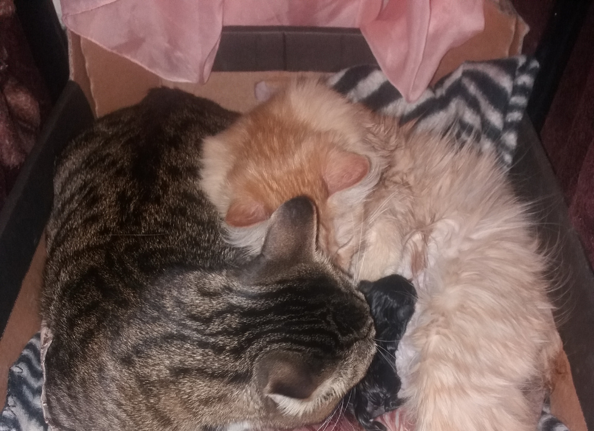 Барсик не учился в медицинском институте, не защищал диплом, не имеет никакой научной степени... он просто Кот. Кот, который смог принять роды у своей Кошечки. В отличие от меня, он не ахал и не был в шоке, он просто делал то, что должен был сделать-помогал появится на Свет своим котятам!