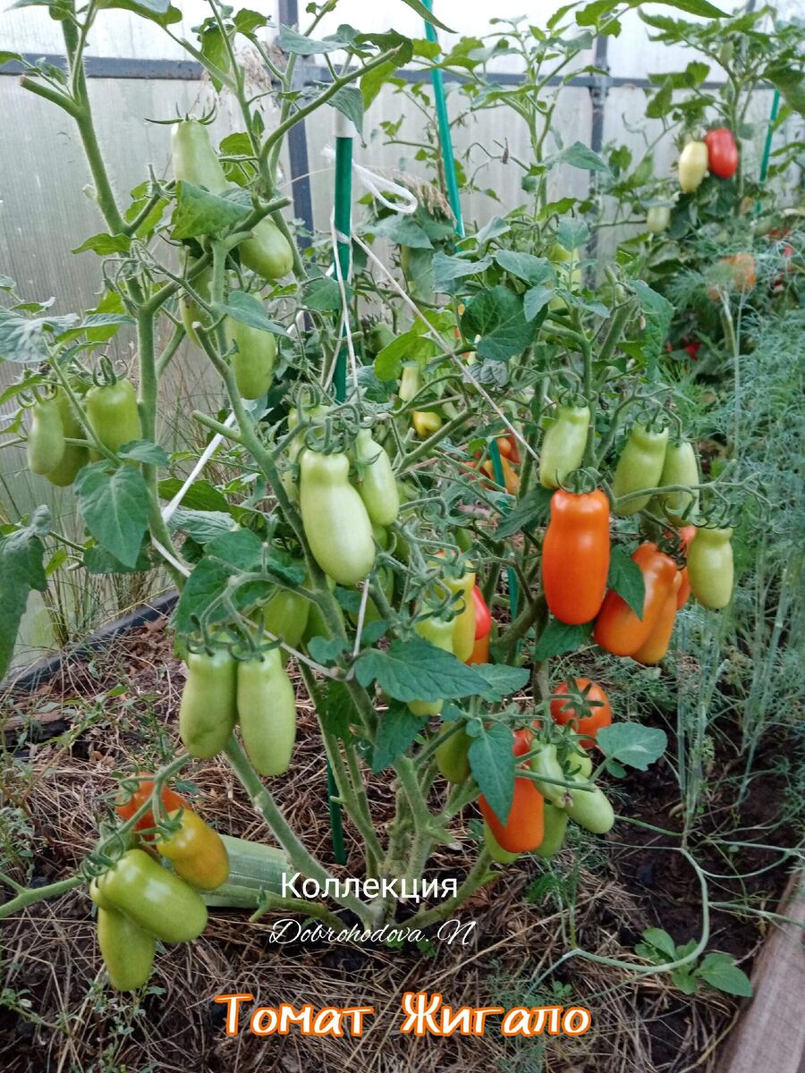 низкорослые (детерминантный) томат Жигало. Фото автора