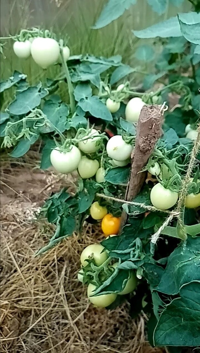 томат штамбовый "Утенок" от @внииссок фото автора