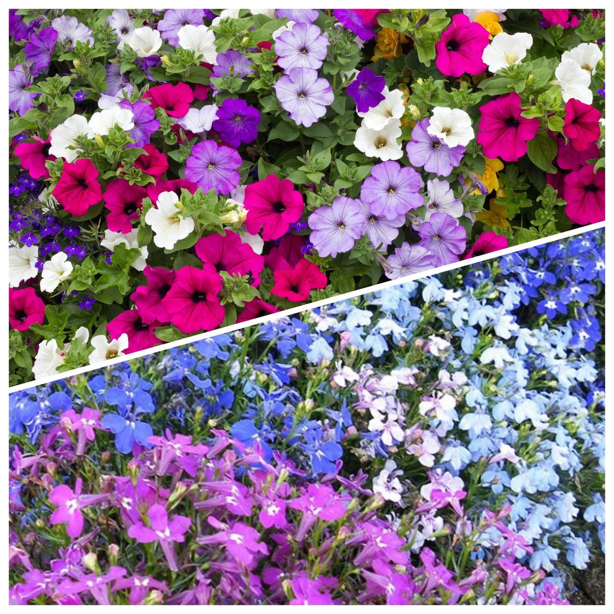 Каждая по своему хороша.