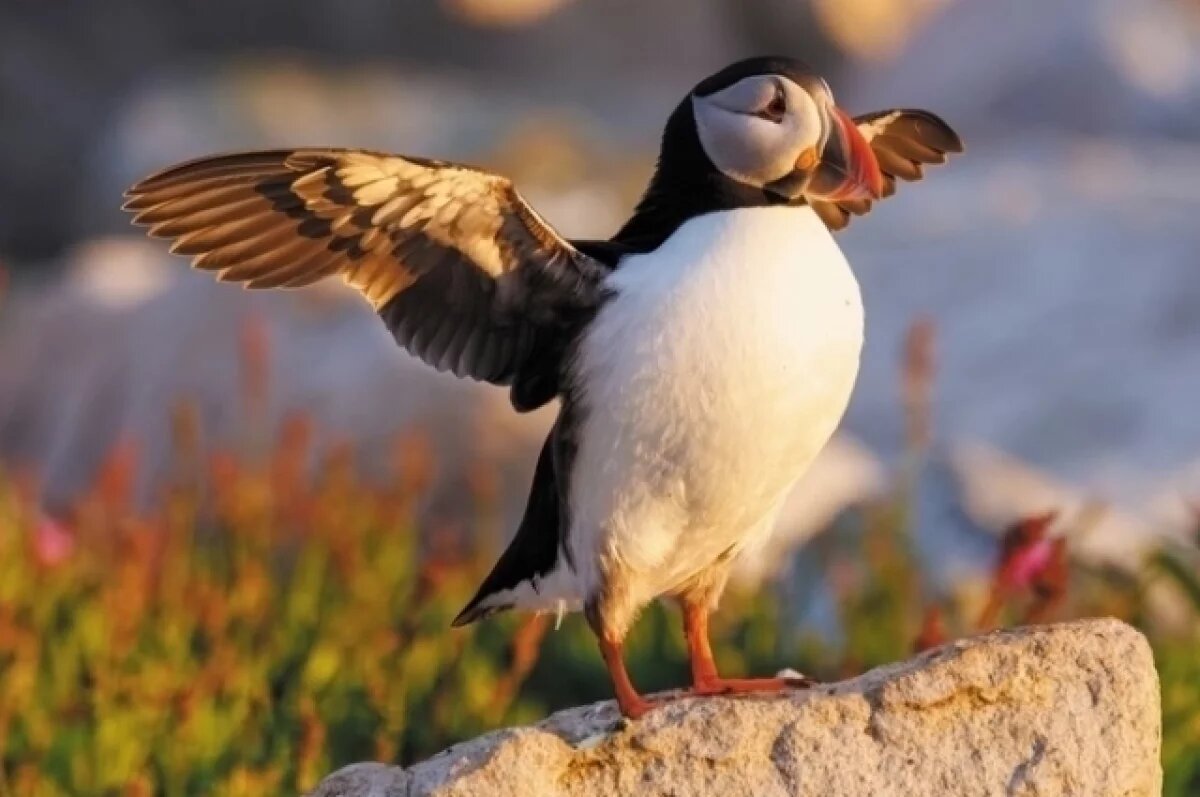    Эксперт Суткайтис: мораторий на лов мойвы мог бы сберечь популяцию тупиков