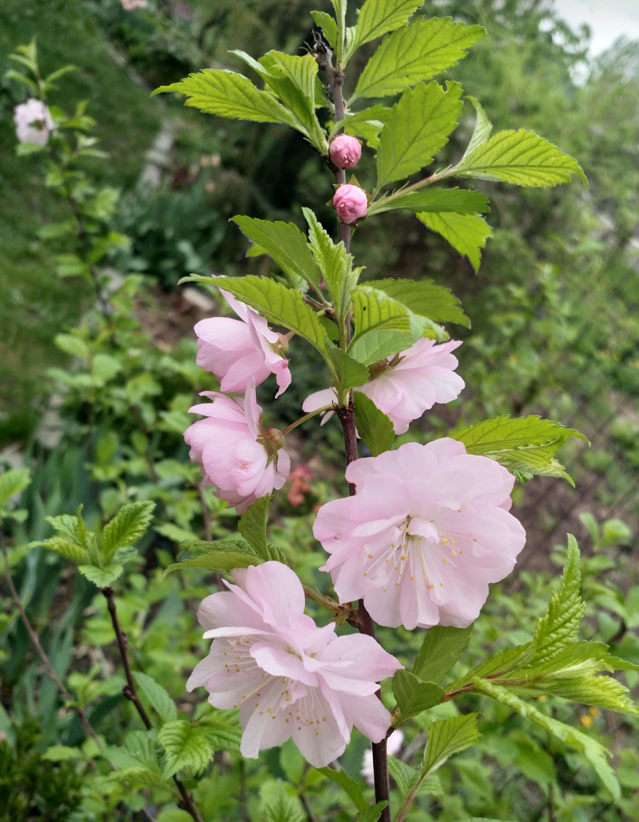 Счастливцы, чудом избежавшие морозов суровой весны 2024