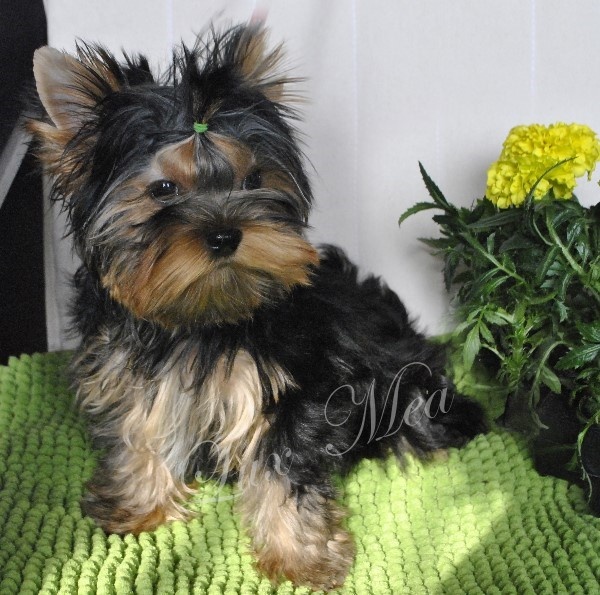 Щенок йоркширского терьера девочка Уиллис