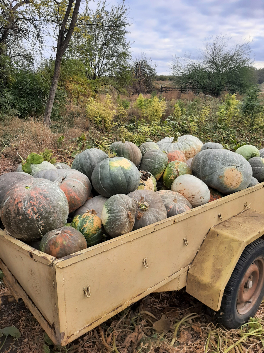 Дела огородные