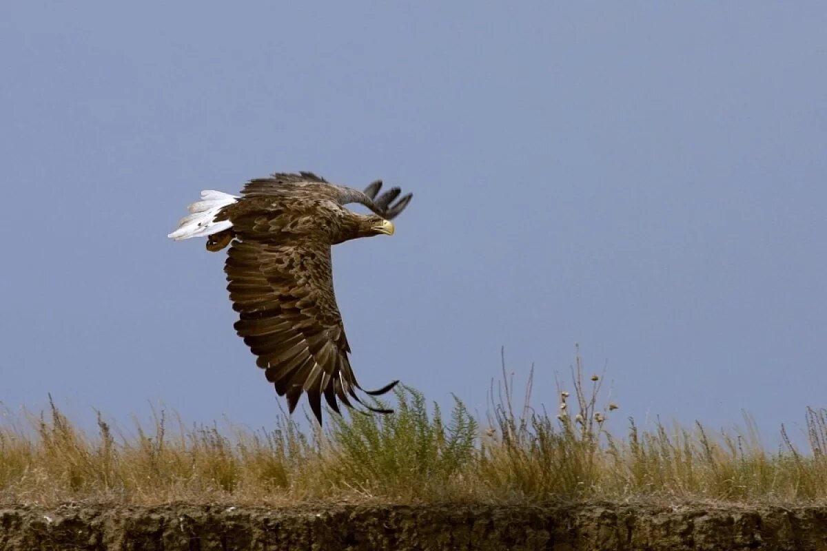    Новые места обитания выхухолей и аистов обнаружили под Волгоградом