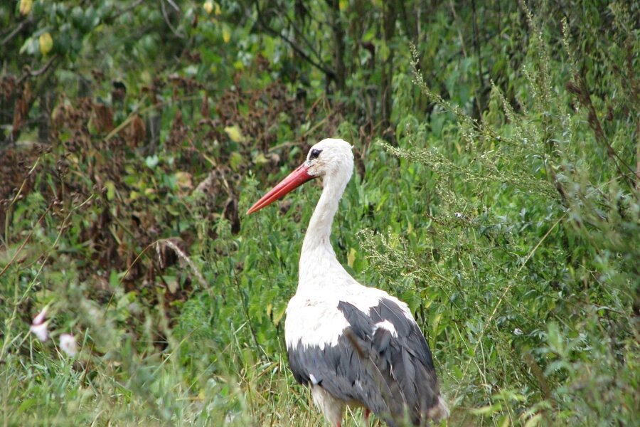    Фото: Волгоградский Облкомприроды 