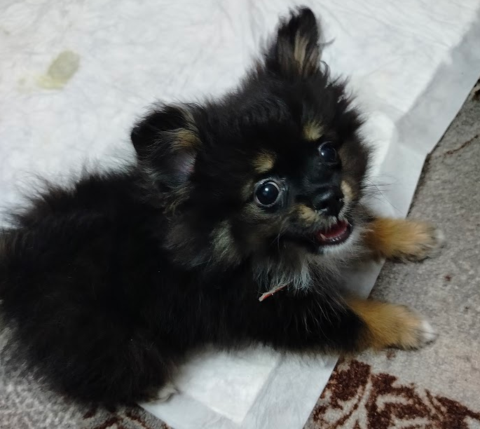 Померанский шпиц Черный с подпалом 2 месяца