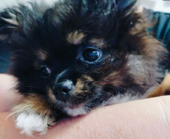 Щенок 2 месяца  Фото автора 