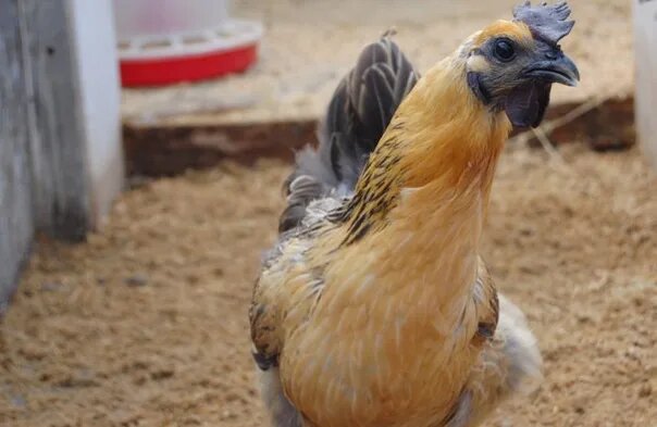 Пример лакенданзи из интернета.