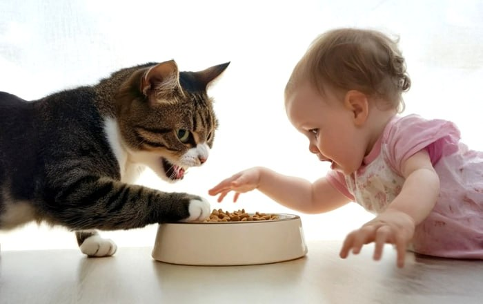 Любовь к своим пушистым питомцам / Изображение: AlphaPet