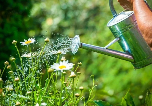 https://www.istockphoto.com/ru/фотографии/watering-lawn
