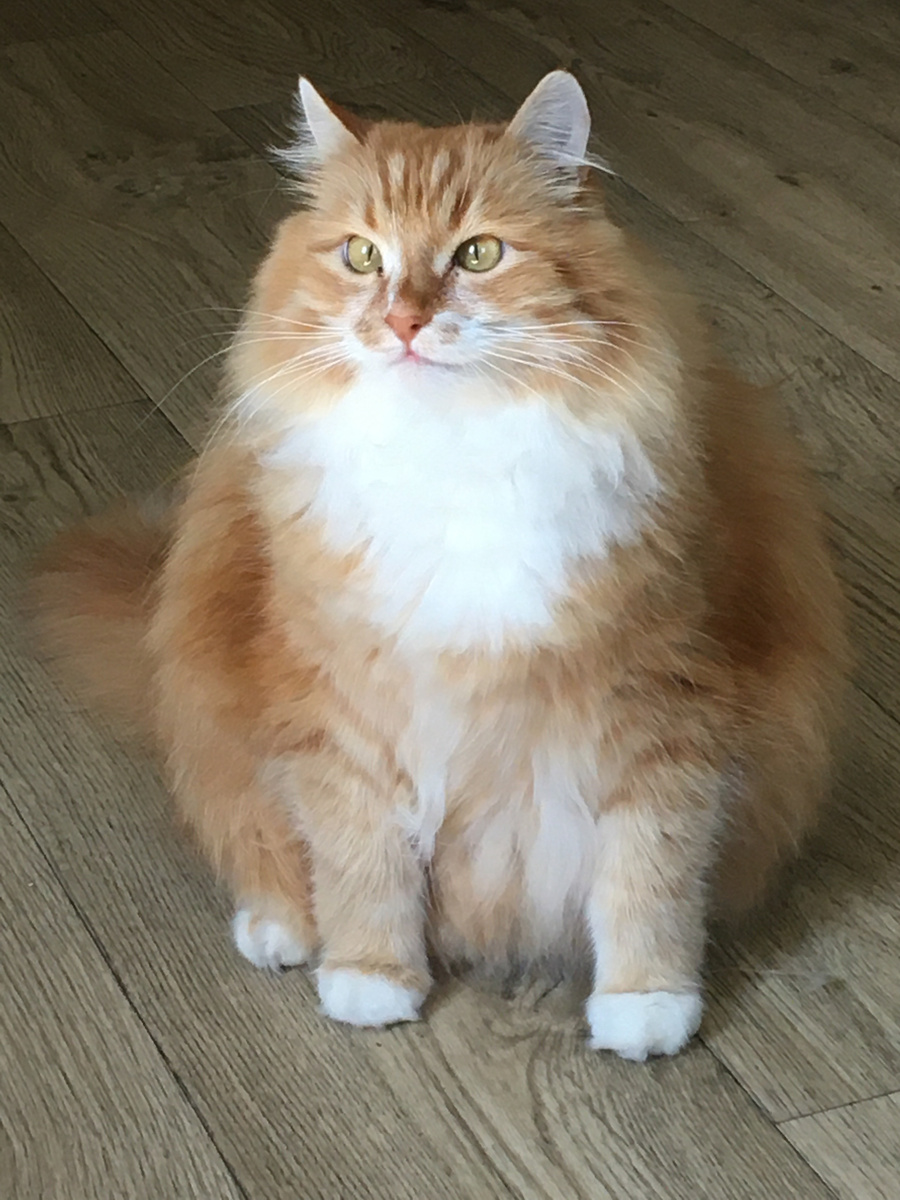 Беша. Фото автора