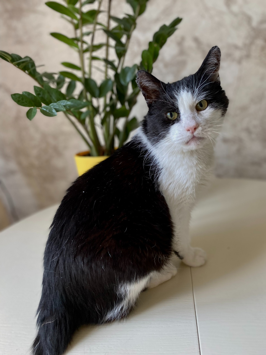 Фото автора. Цедрик кушал OptimaNova Cat Mature